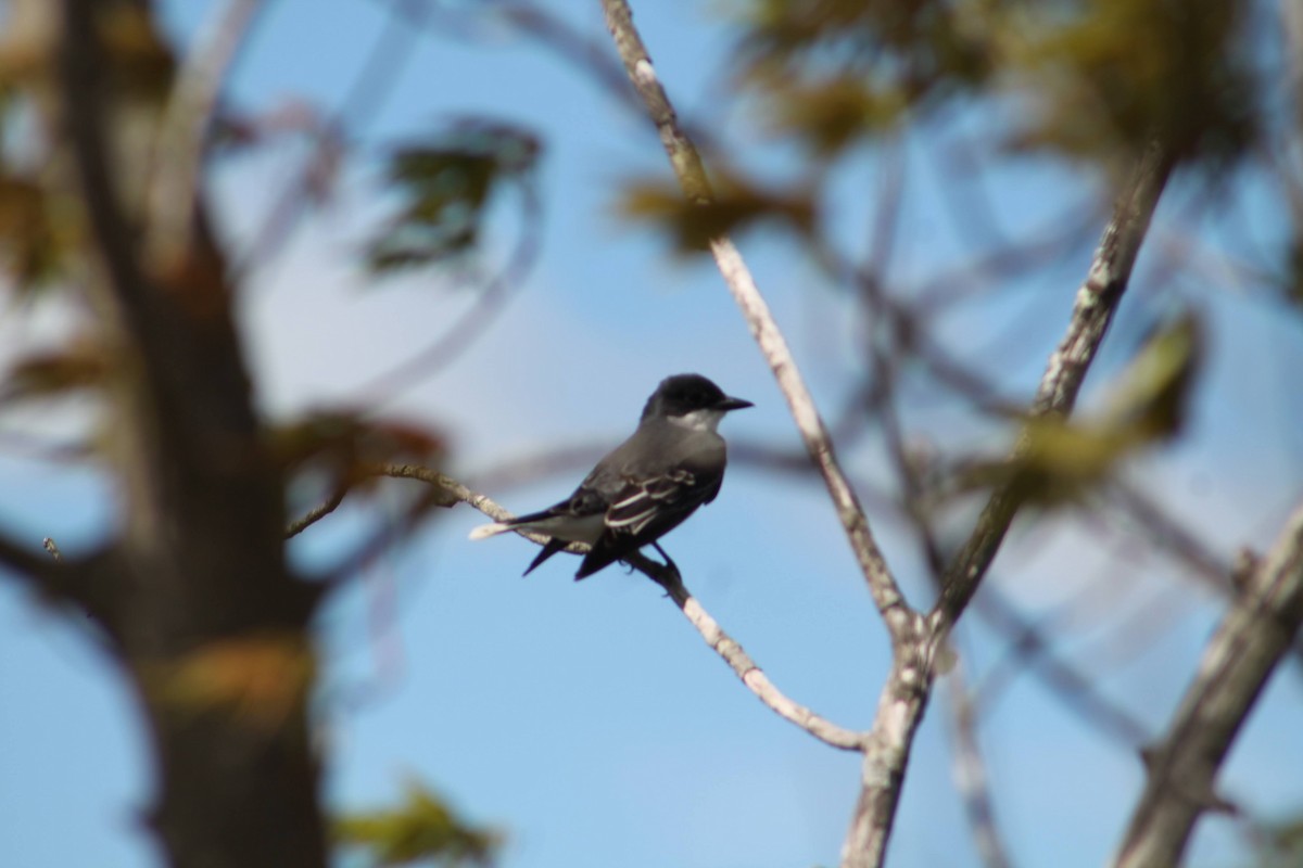 Eastern Kingbird - Sarah Iwany