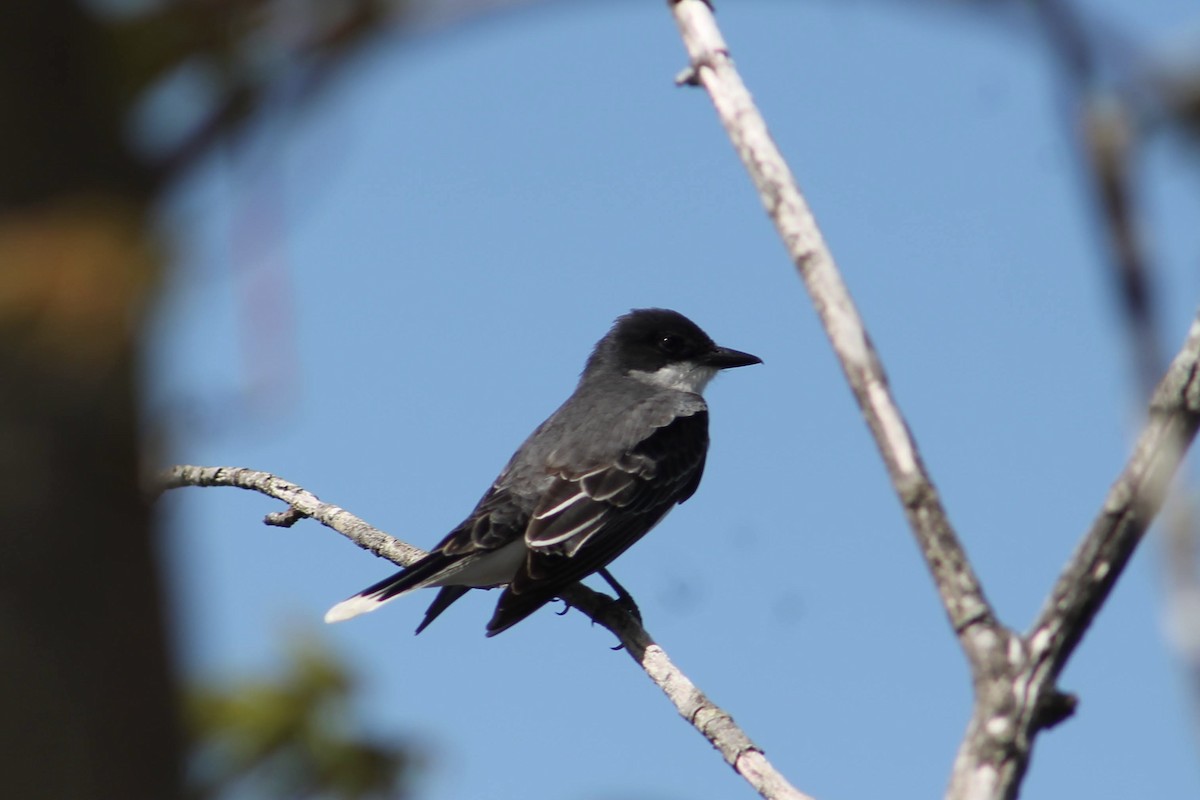 Eastern Kingbird - Sarah Iwany