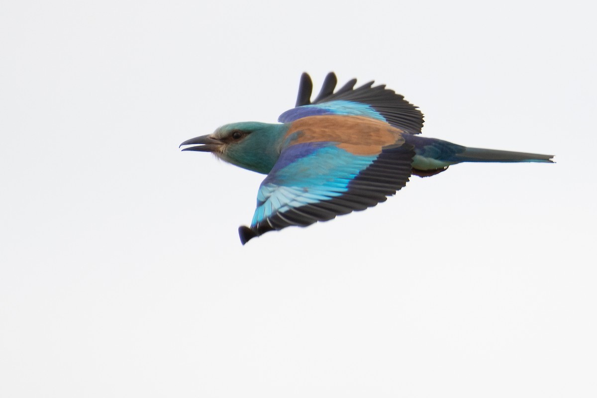 European Roller - ML618781581