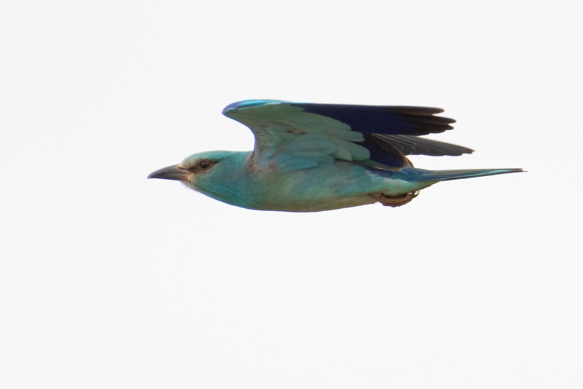 European Roller - ML618781582