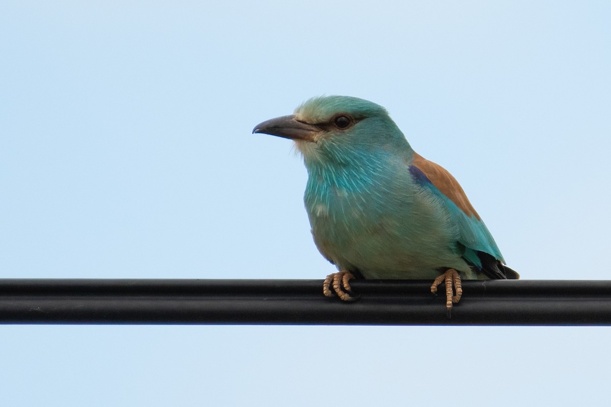 European Roller - ML618781583