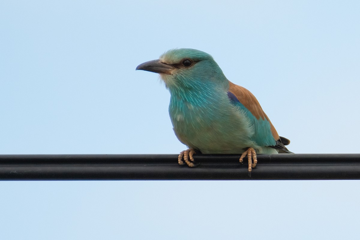 European Roller - ML618781586