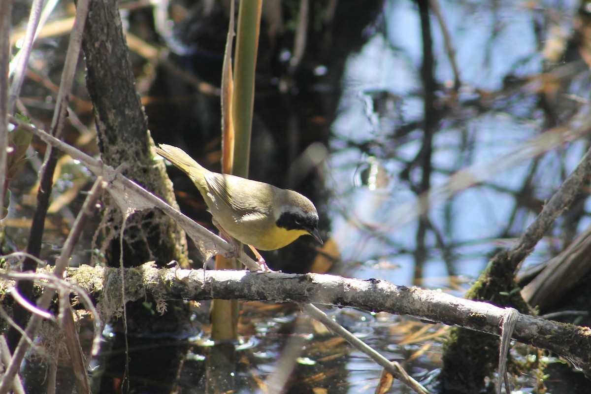 Common Yellowthroat - Sarah Iwany