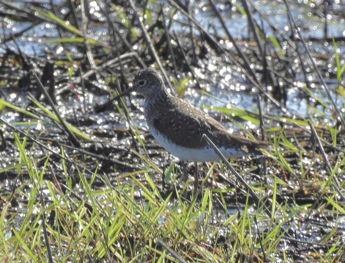 Solitary Sandpiper - klaus emmaneel