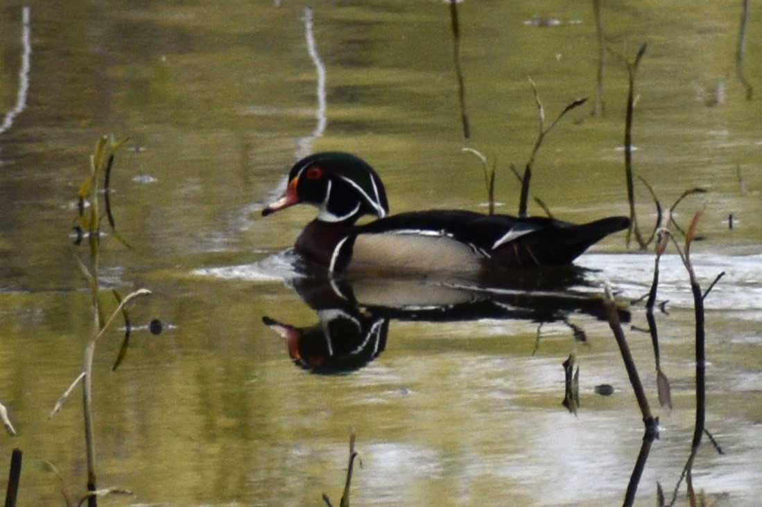 Wood Duck - Cate de la Garza Millard