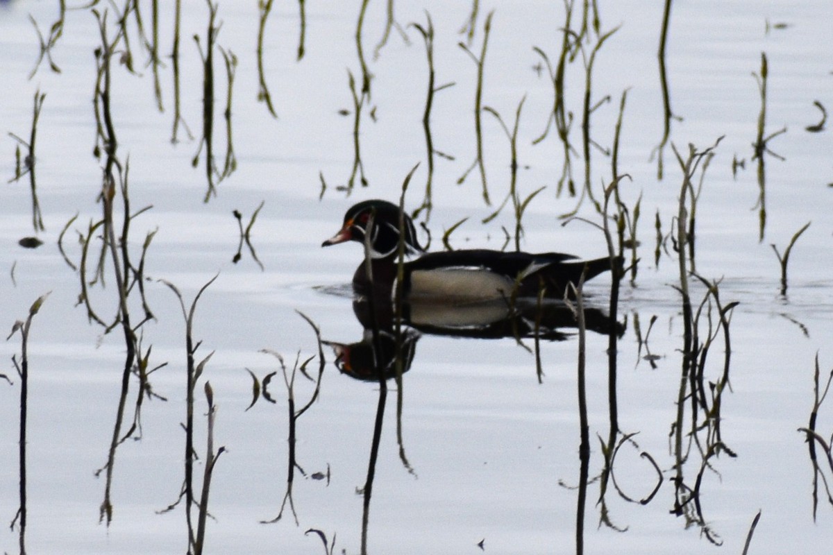 Wood Duck - Cate de la Garza Millard