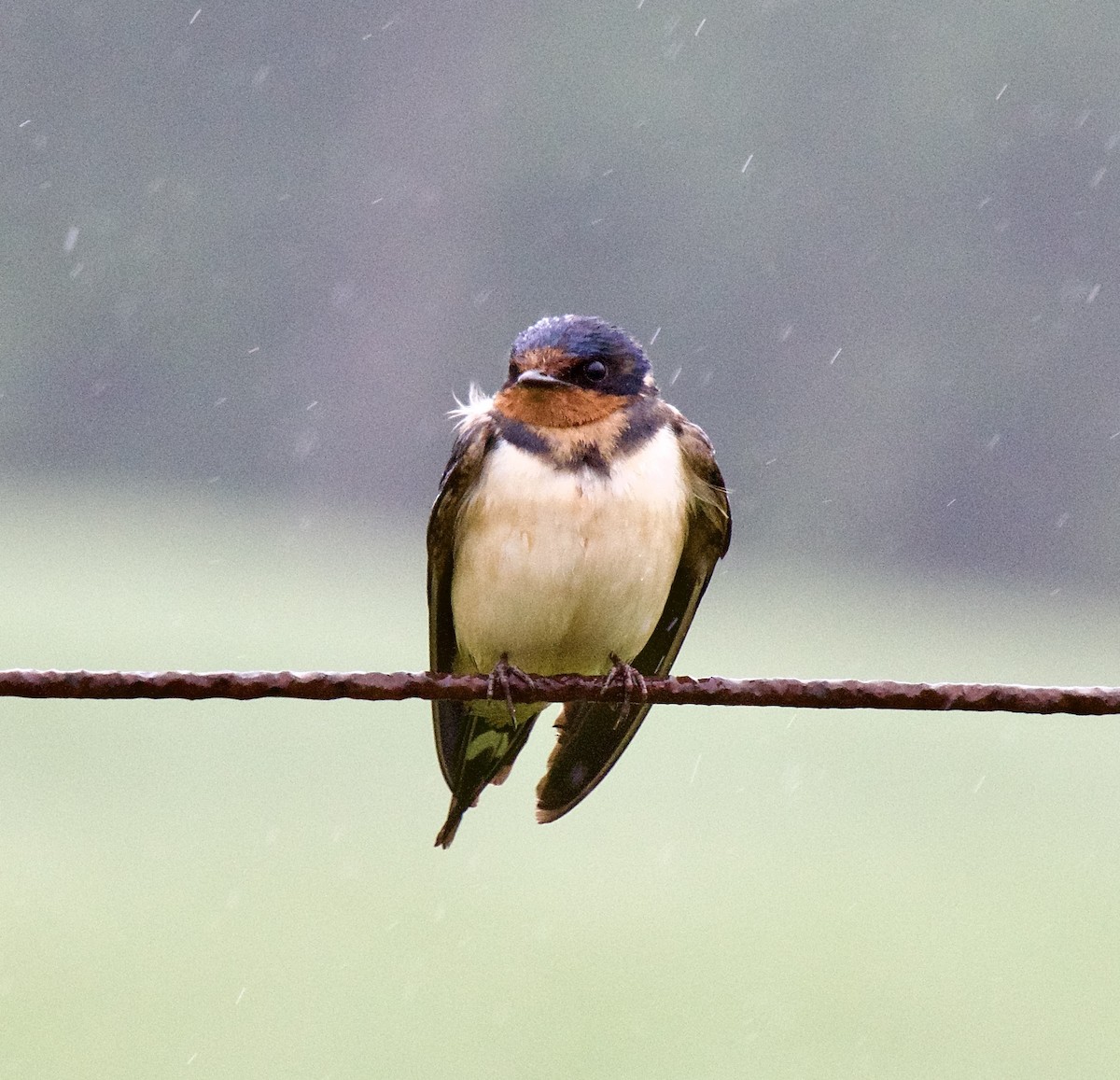 Barn Swallow - Michael Niven