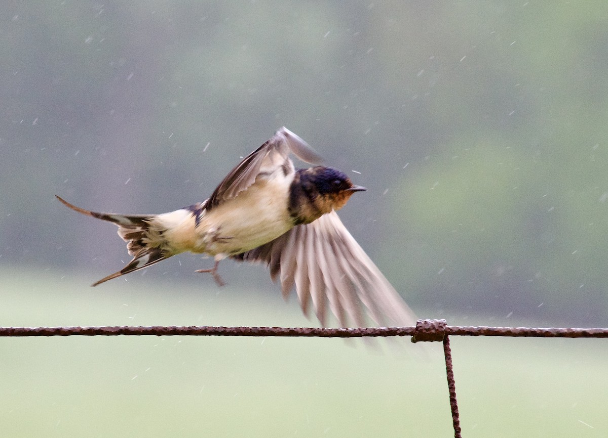 Barn Swallow - Michael Niven