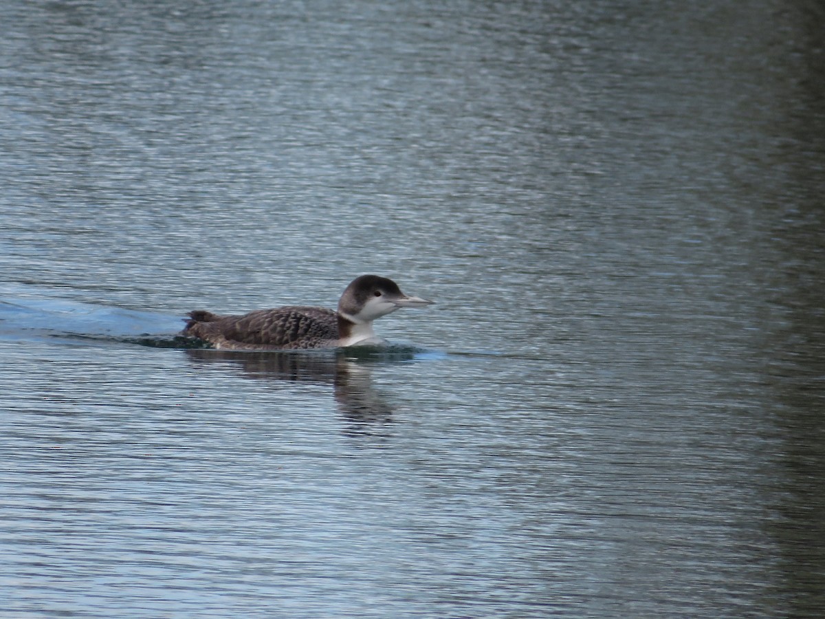 Common Loon - Marissa Noelle