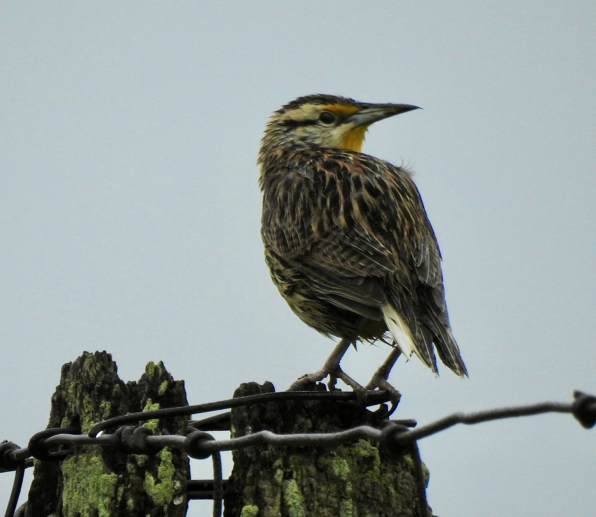 Eastern Meadowlark - Michael Niven