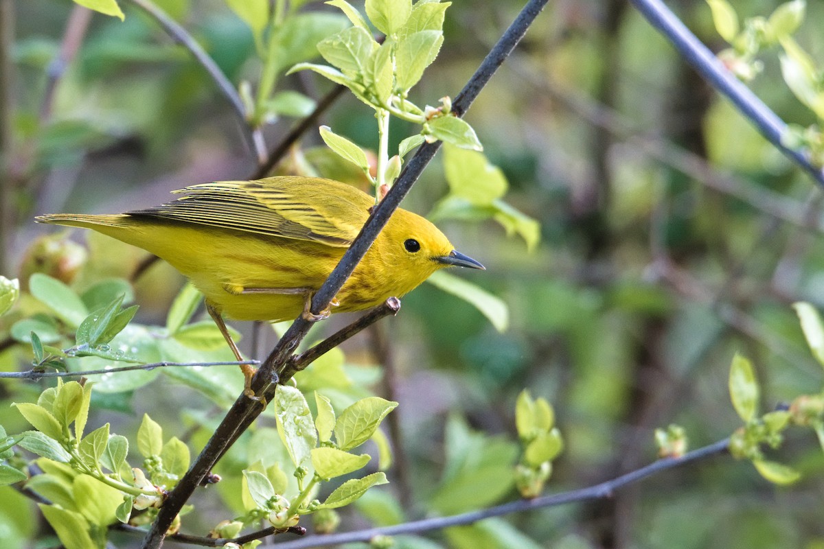 Yellow Warbler - Luis Agosto