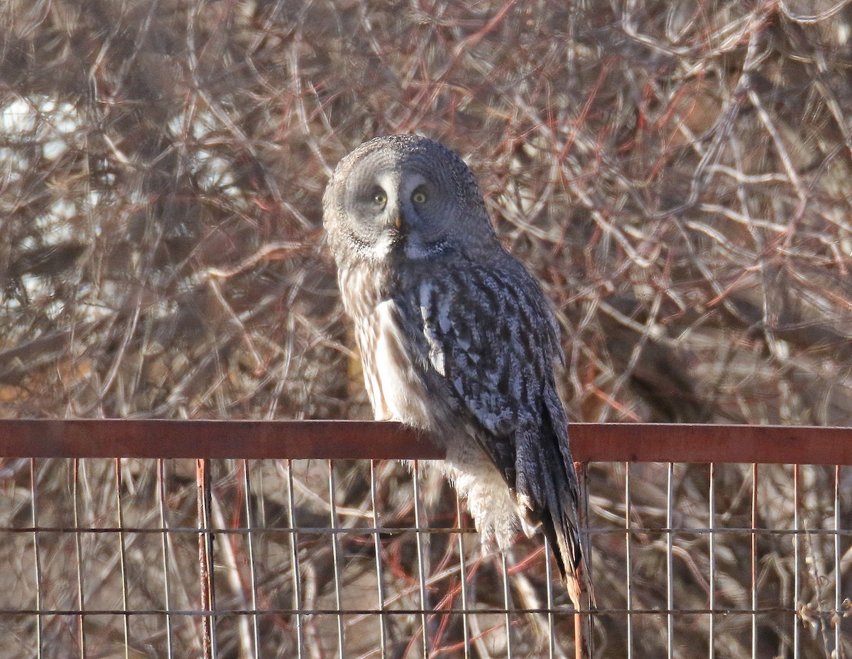 Great Gray Owl - Purevsuren Tsolmonjav