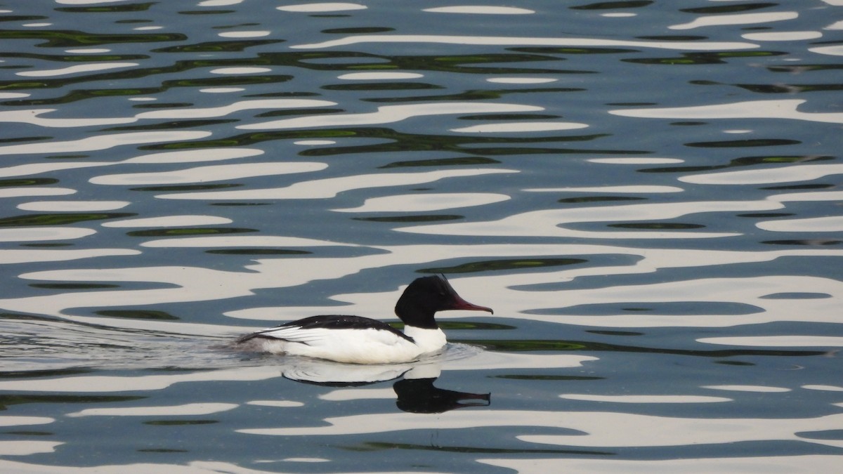 Common Merganser - Andy  Woodward