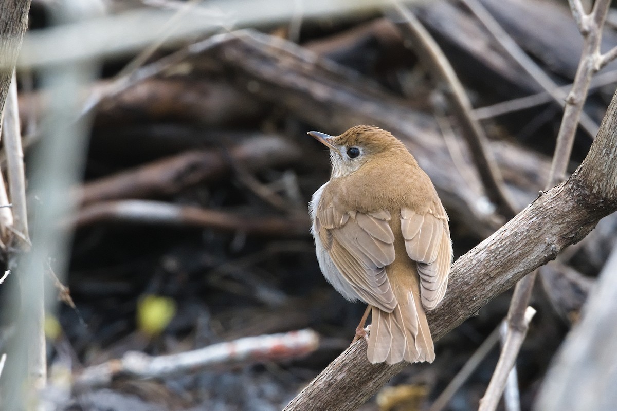 Veery - Luis Agosto