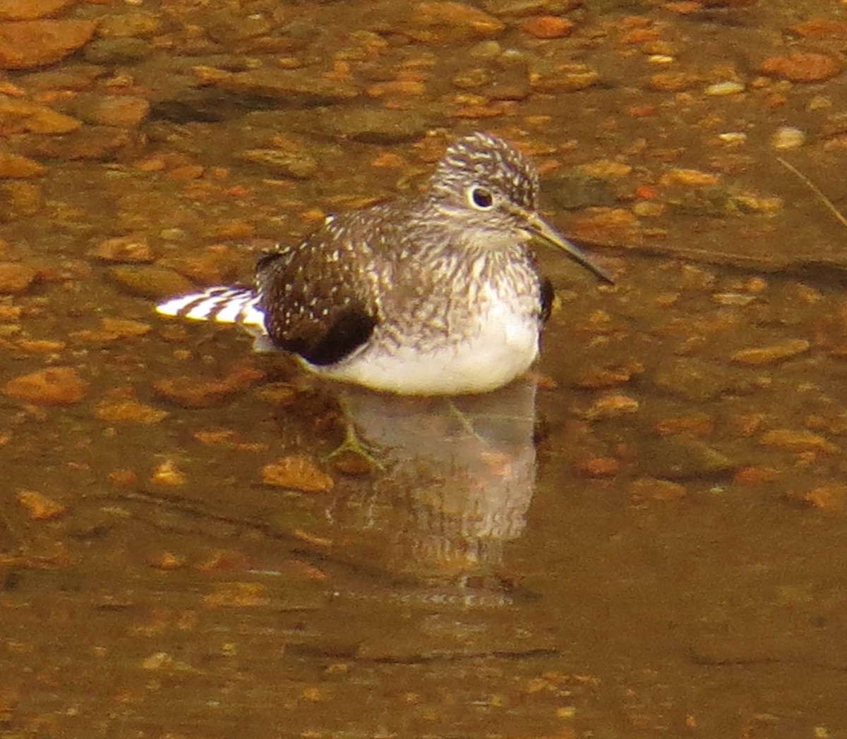 eremittsnipe - ML618781672