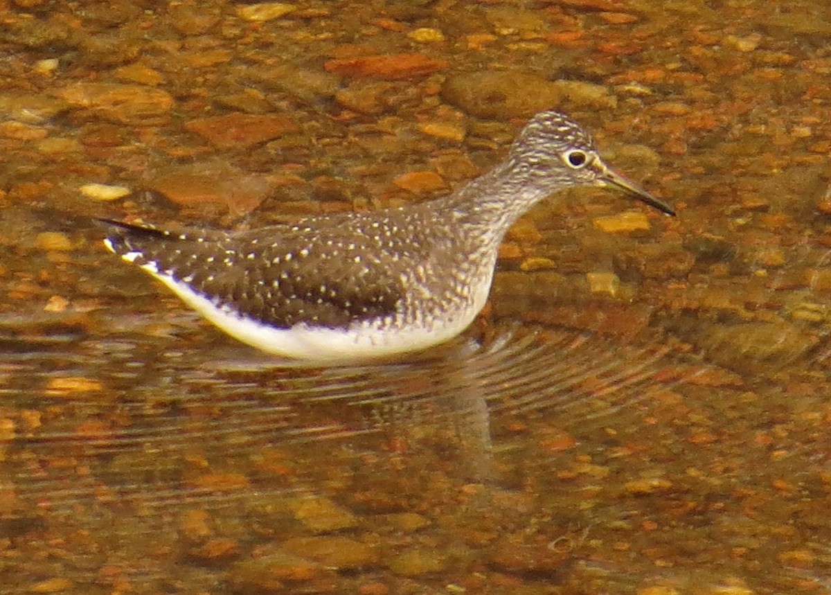 eremittsnipe - ML618781673