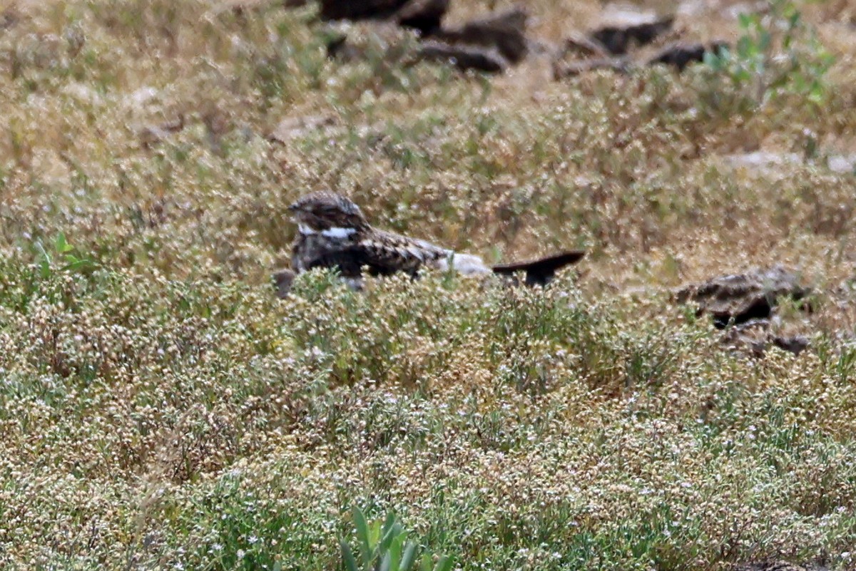 Common Nighthawk - Vern Bothwell