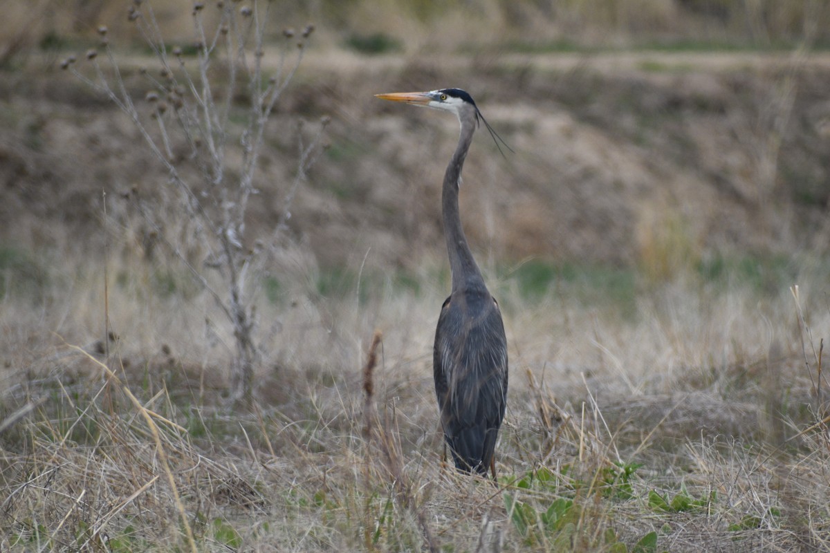 Great Blue Heron - Cate de la Garza Millard