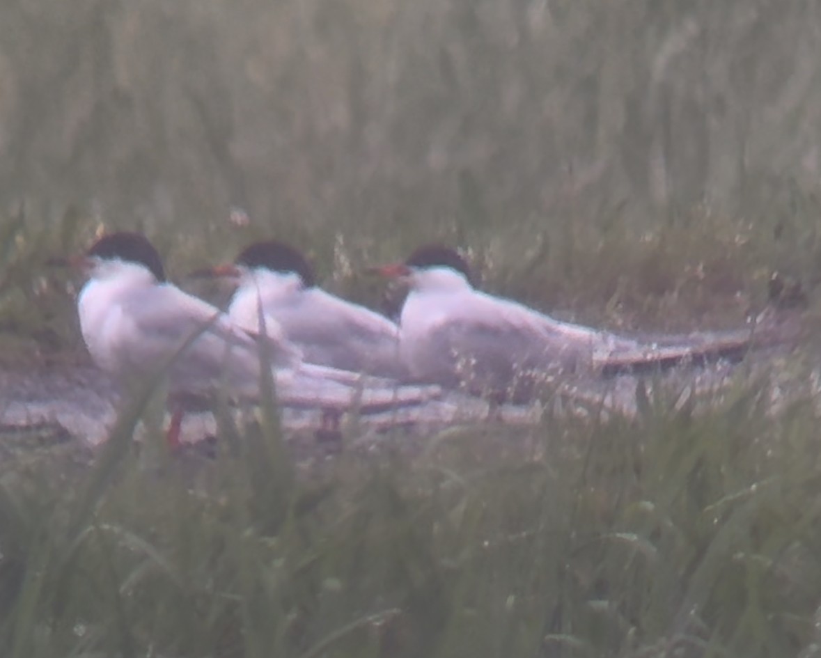 Forster's Tern - Will Krohn