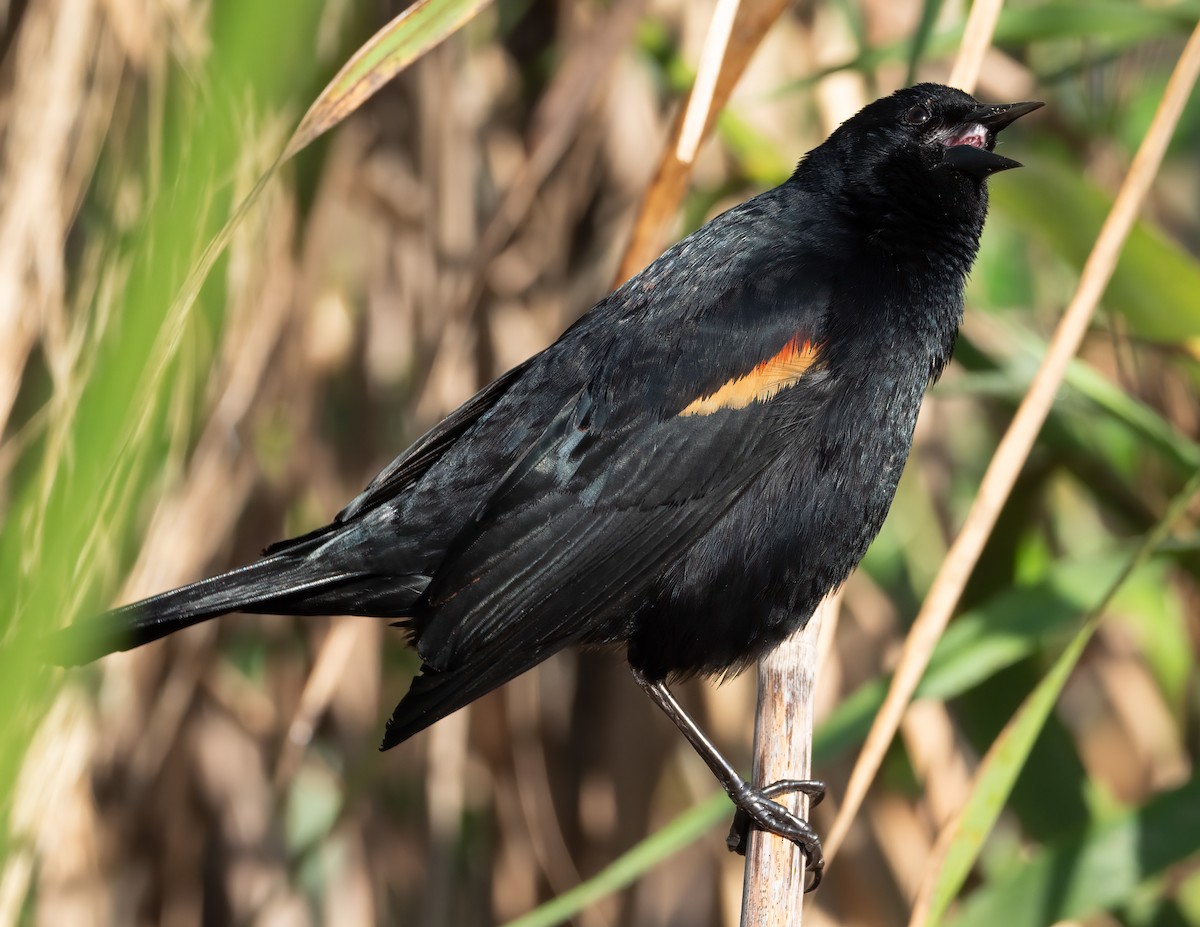 Red-winged Blackbird - Jan Allen