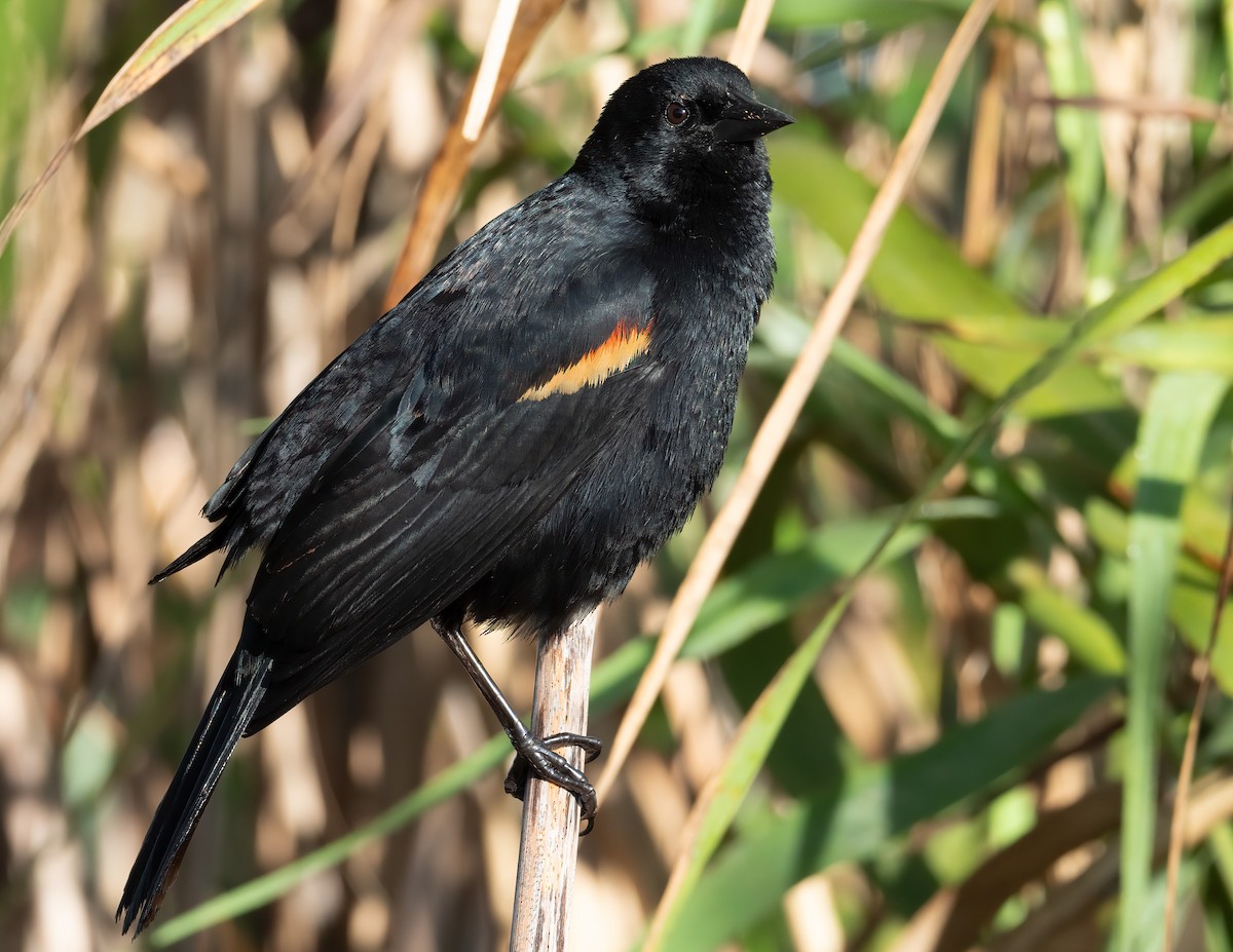 Red-winged Blackbird - Jan Allen