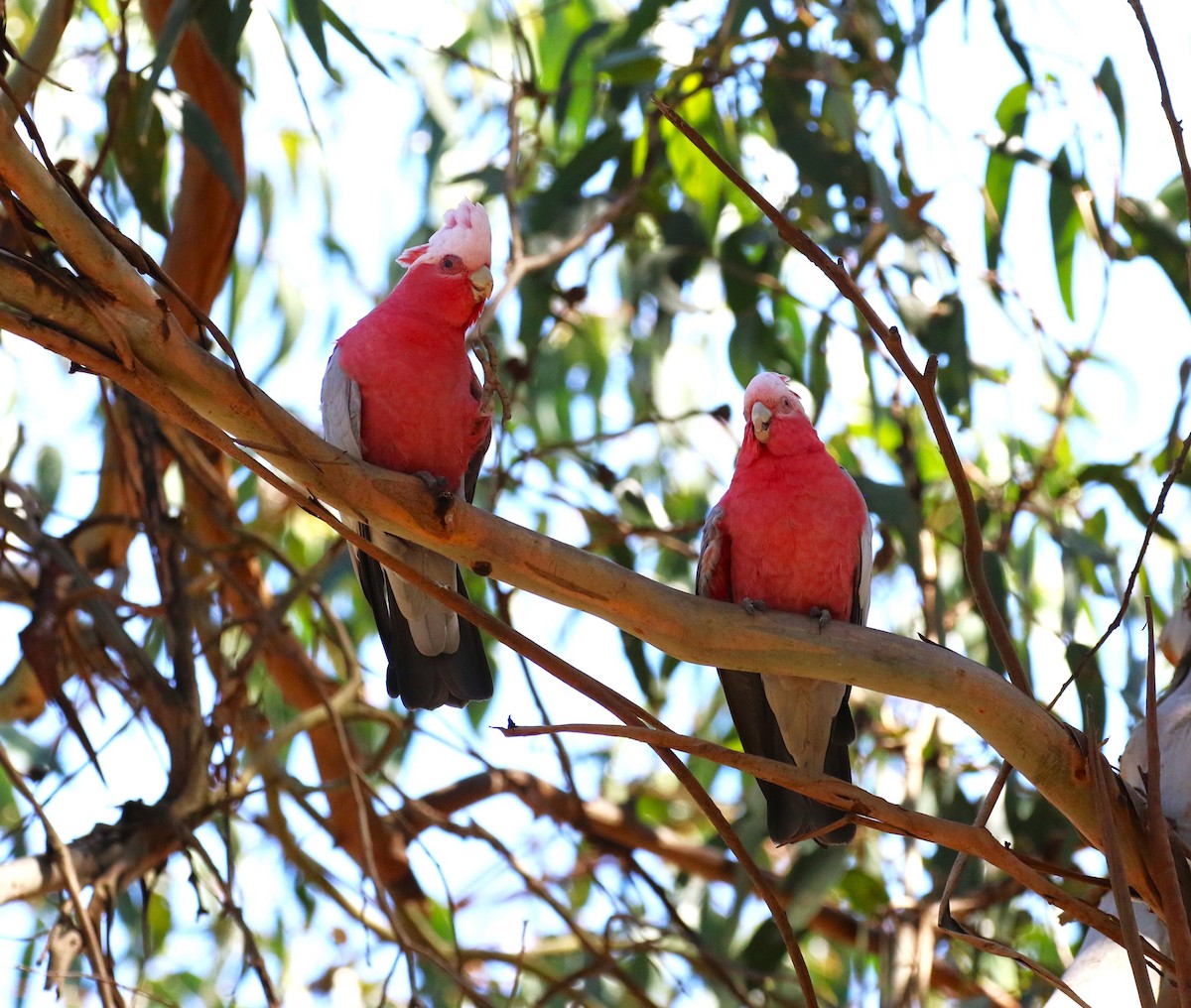 Galah - sean clancy