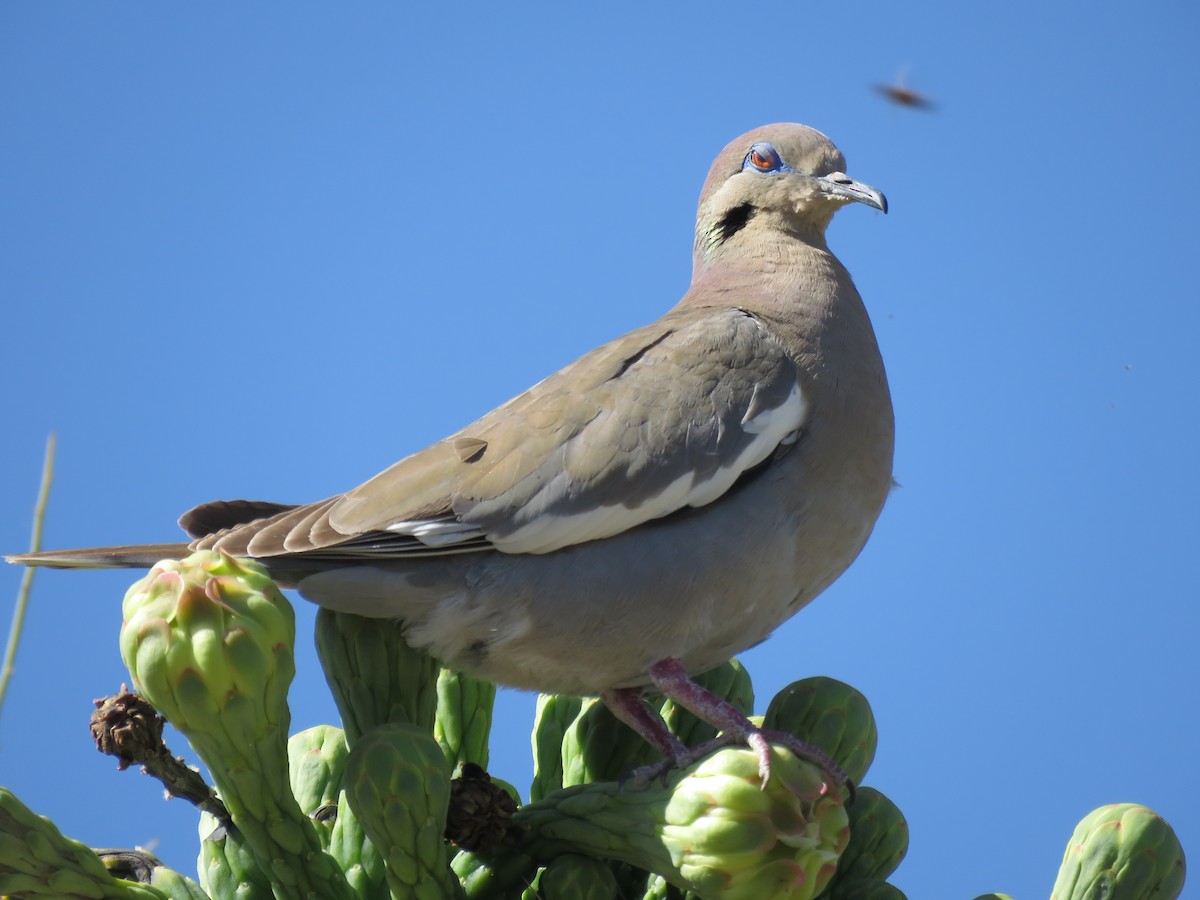 White-winged Dove - Anonymous