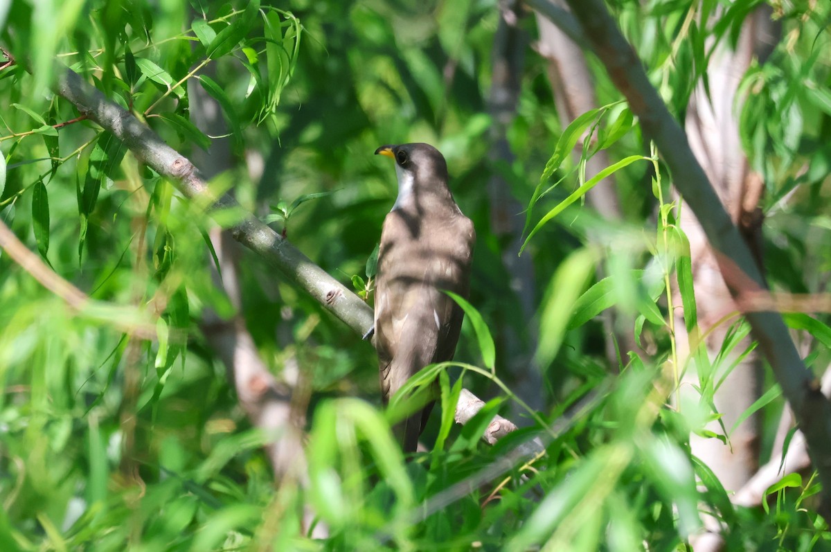 Yellow-billed Cuckoo - Tricia Vesely