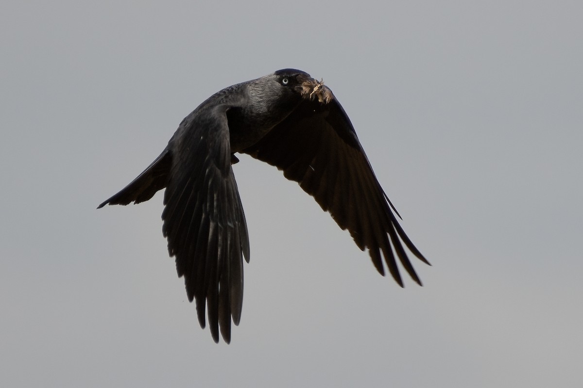 Eurasian Jackdaw - Ana Amaral