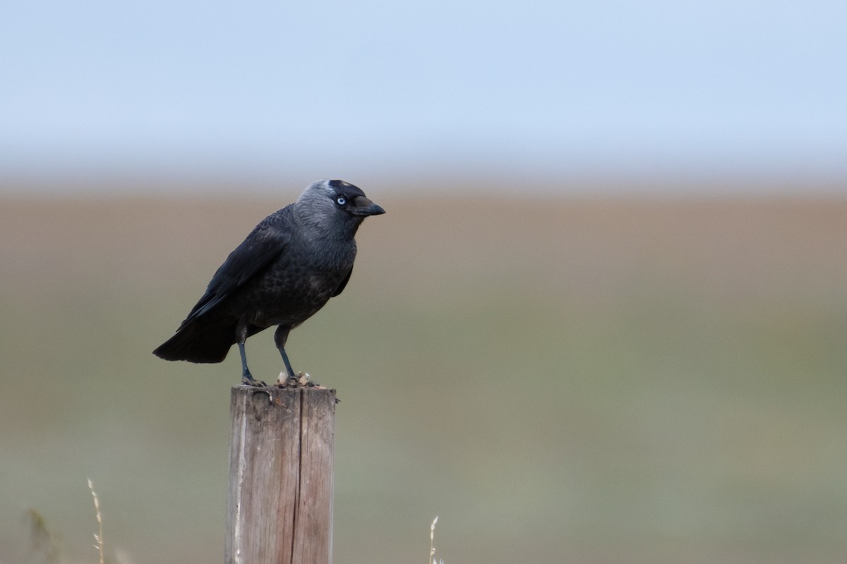 Eurasian Jackdaw - Ana Amaral