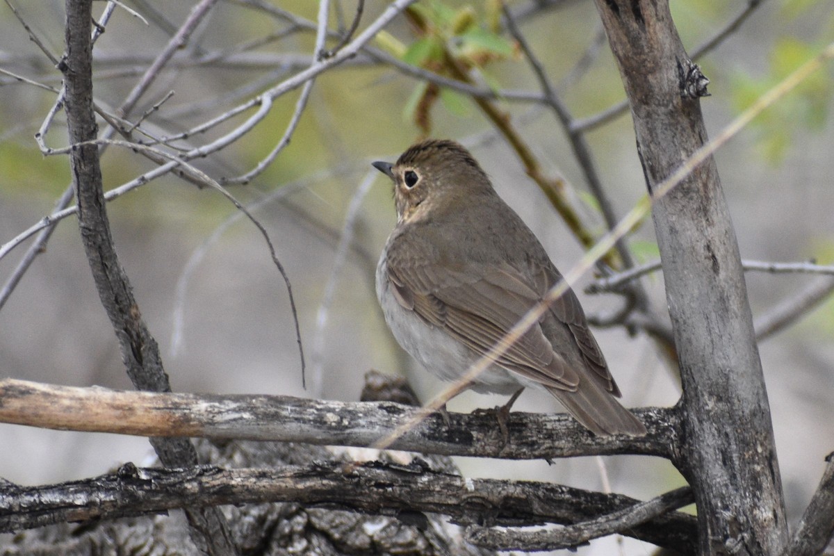 Swainson's Thrush - Cate de la Garza Millard