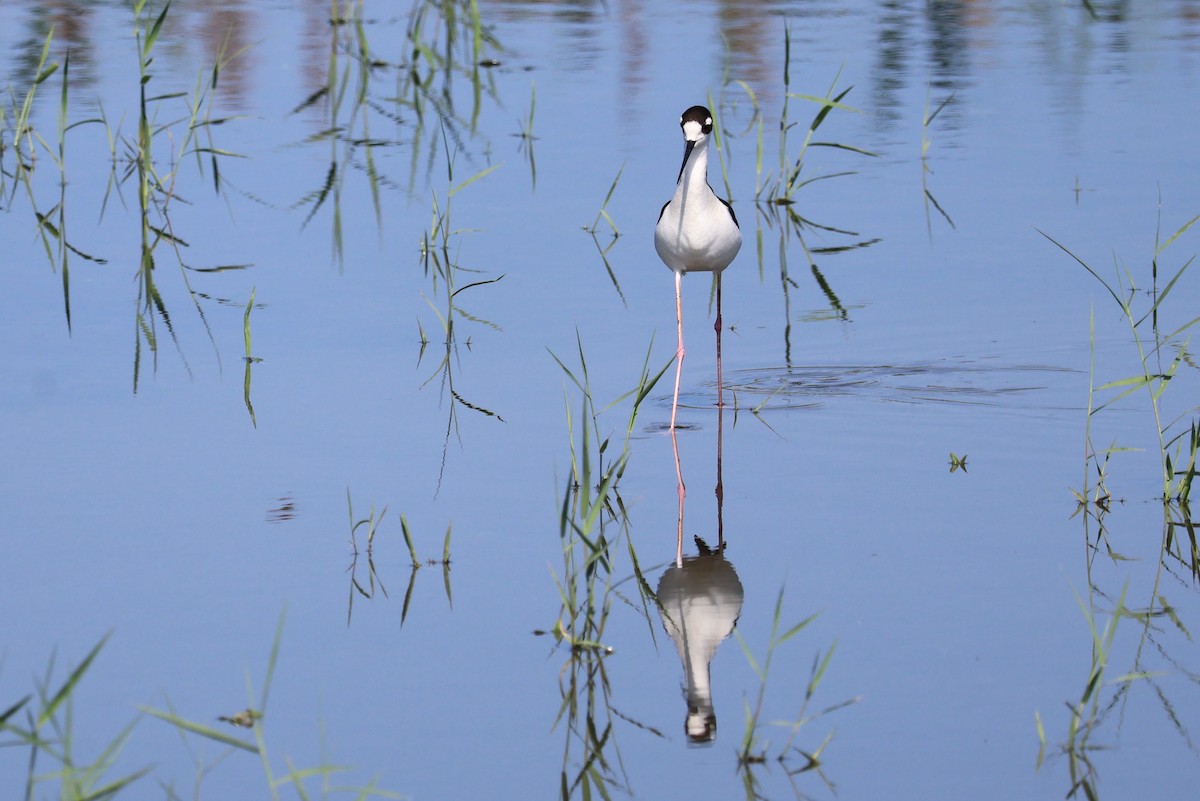 Black-necked Stilt - Tricia Vesely