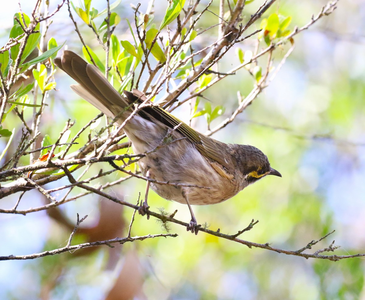 Yellow-faced Honeyeater - sean clancy