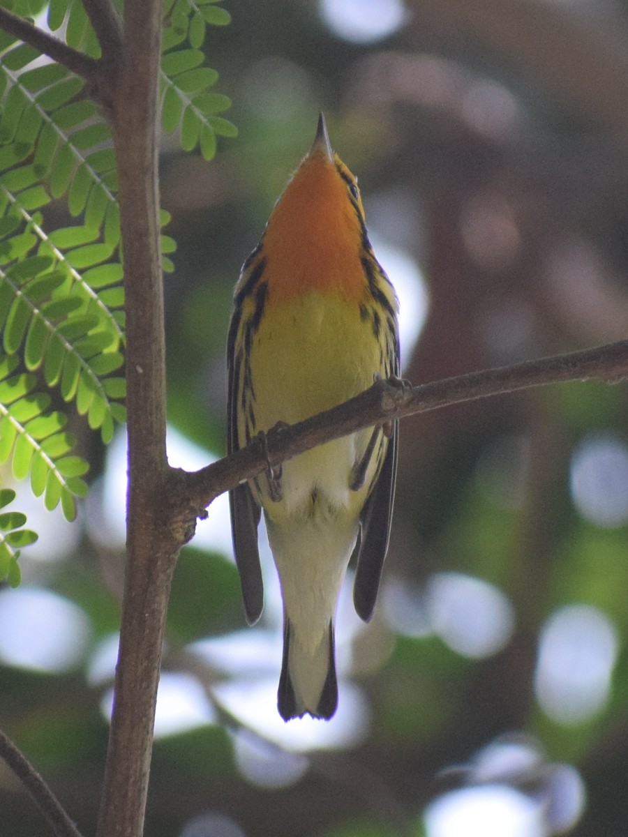 Blackburnian Warbler - Monica Paredes Mejia