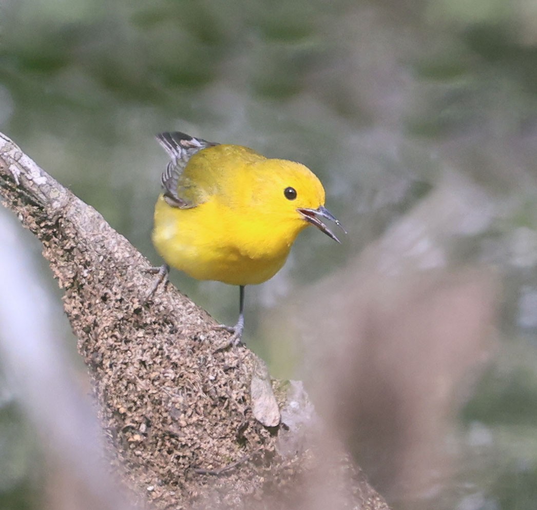 Prothonotary Warbler - David Gibson