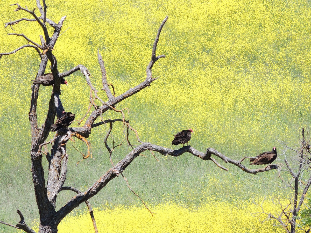 Turkey Vulture - ML618781800