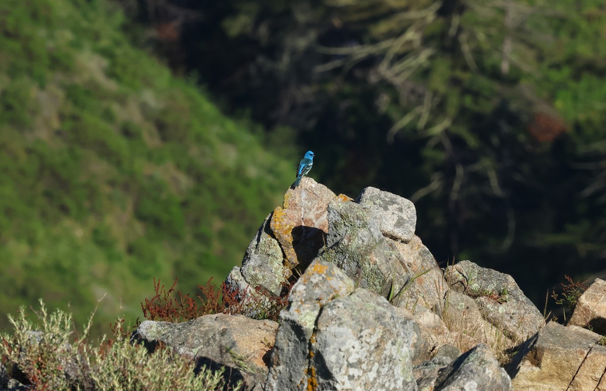 Lazuli Bunting - Bill Hubick