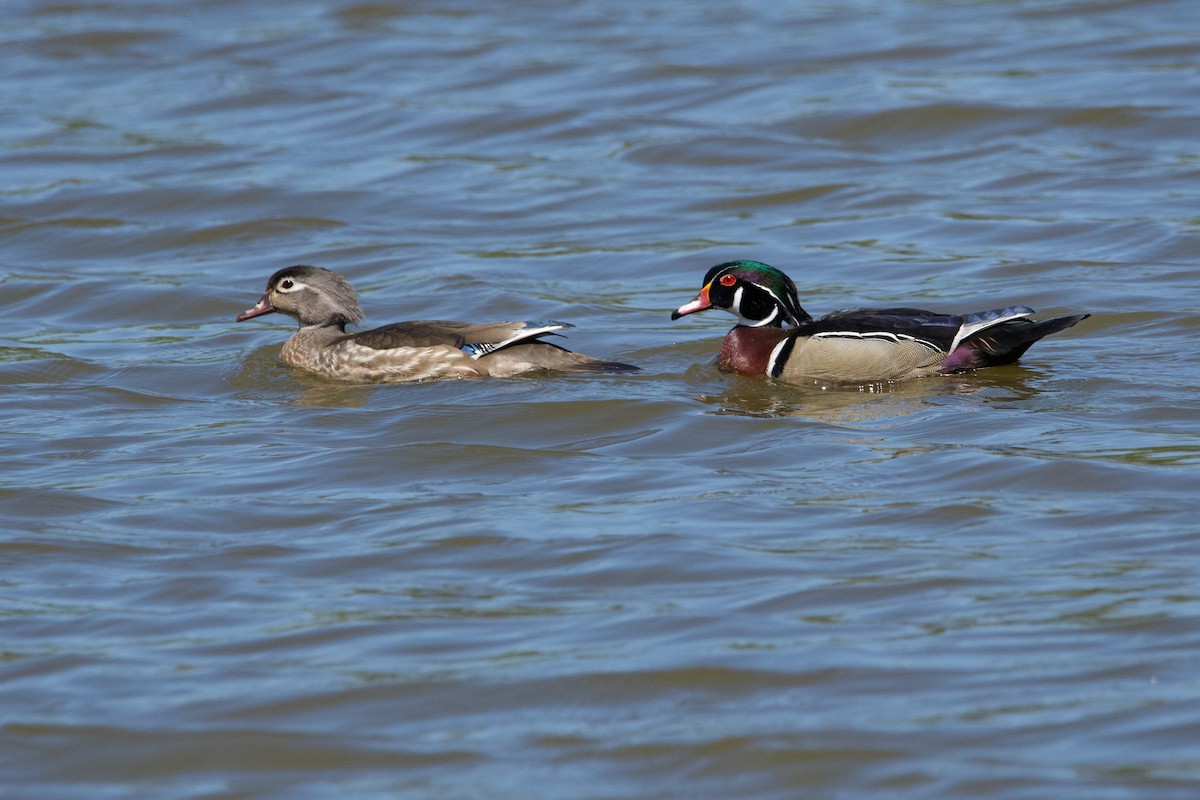 Wood Duck - Robert King