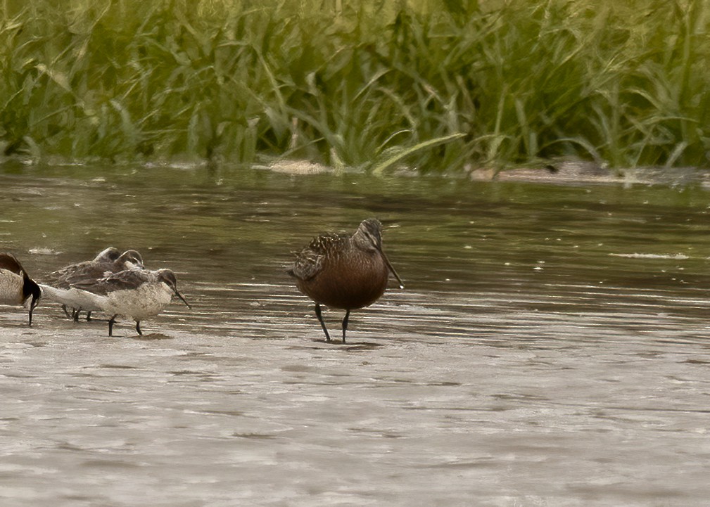 Hudsonian Godwit - Kurt Hillman