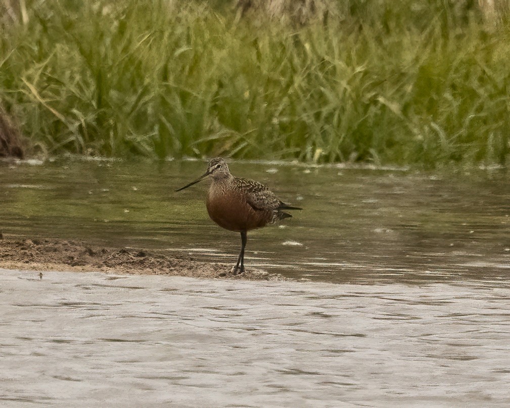 Hudsonian Godwit - Kurt Hillman