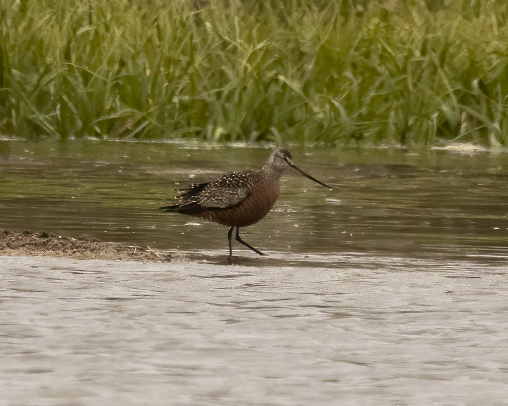 Hudsonian Godwit - Kurt Hillman