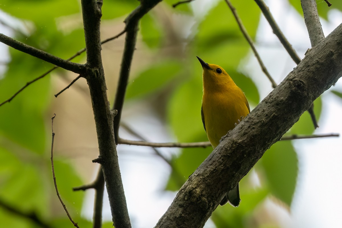 Prothonotary Warbler - ML618781836