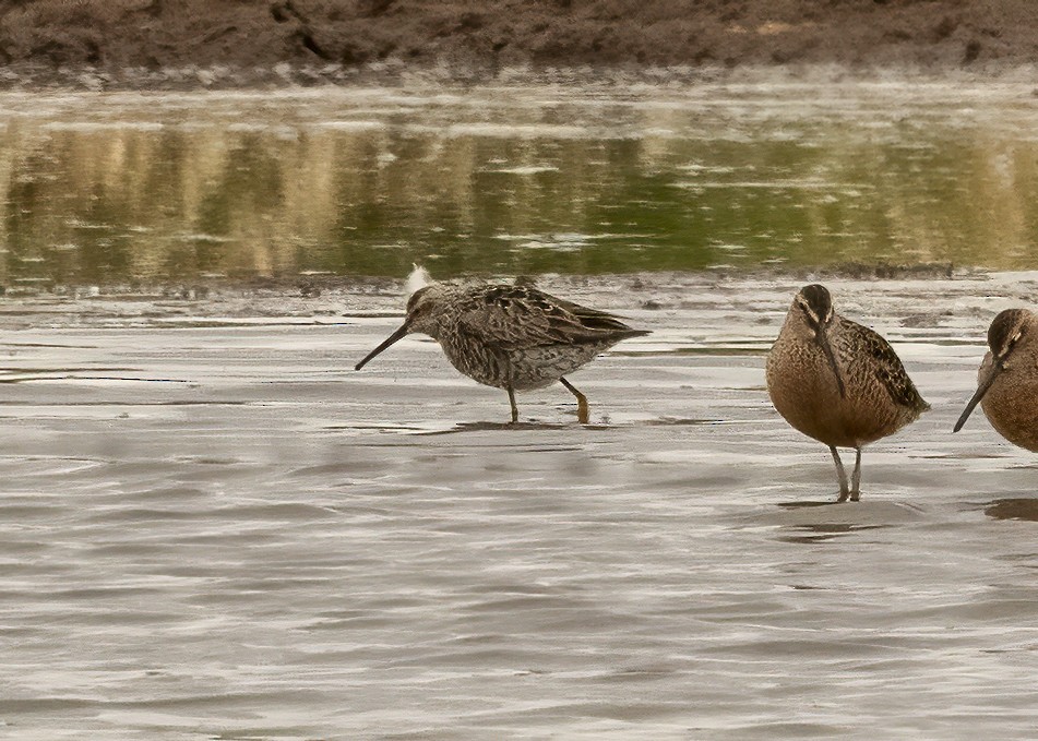 Stilt Sandpiper - Kurt Hillman