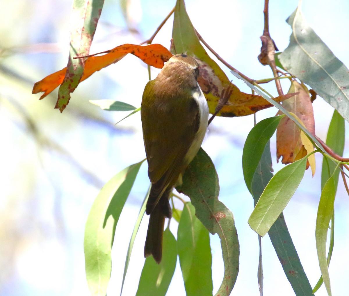 White-naped Honeyeater - sean clancy