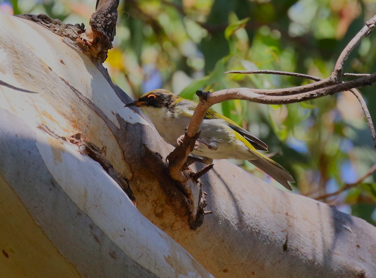 White-naped Honeyeater - sean clancy