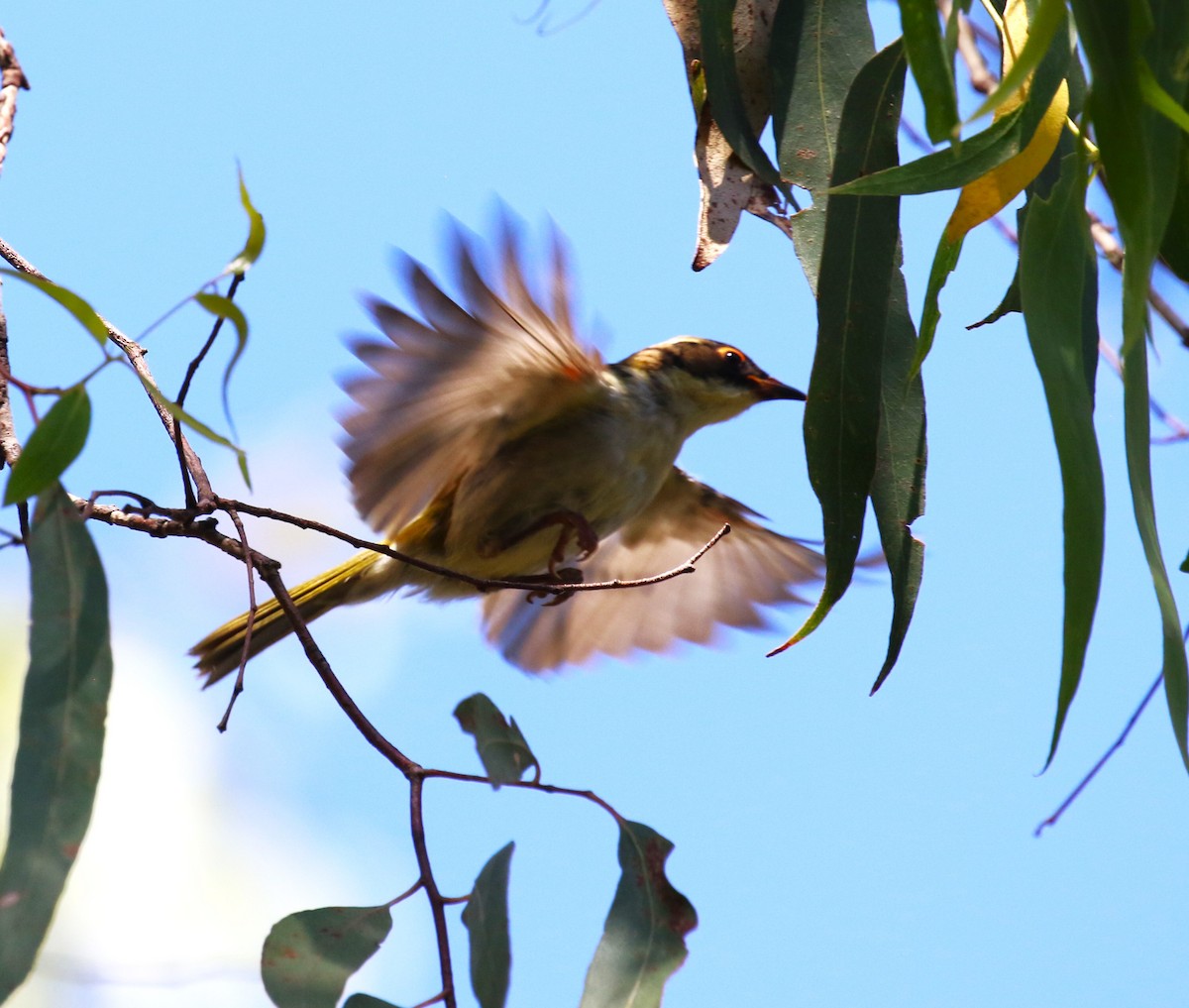 White-naped Honeyeater - sean clancy