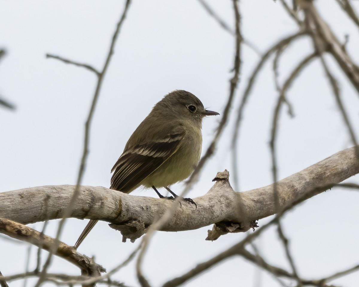 Dusky Flycatcher - ML618781880