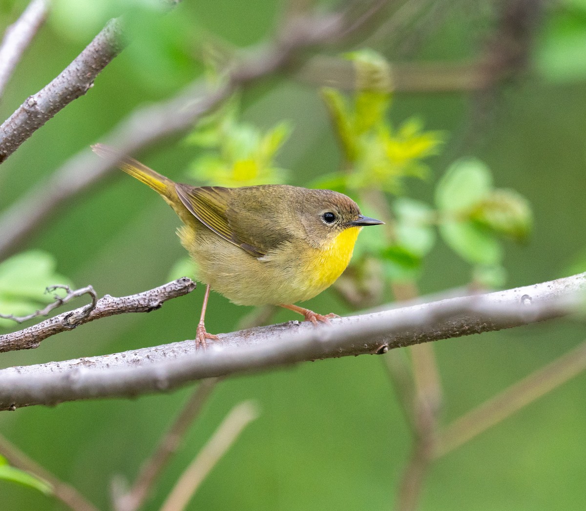 Common Yellowthroat - Scott Murphy