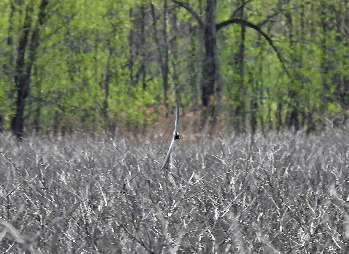 Black Tern - Johanne Boismenu