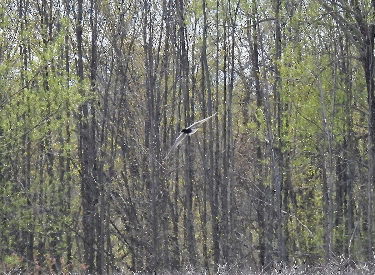 Black Tern - Johanne Boismenu